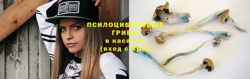 Галлюциногенные грибы MAGIC MUSHROOMS  где найти наркотики  Электрогорск 